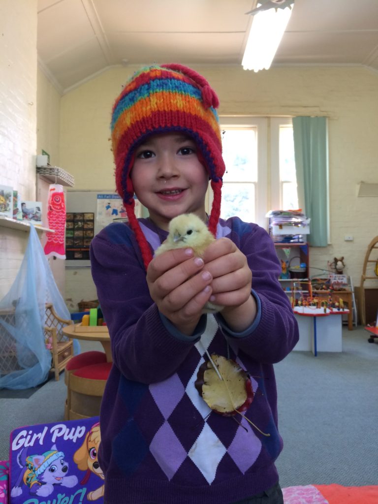 Looking after chickens is a great investigation into living things